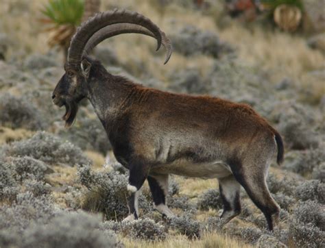 Here and nowhere else in the world. Trekking Simien Mountains | Ethiopia Travel Advice ...