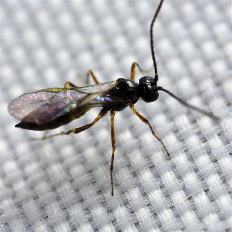 Tip Top Bio Control Aphidius Colemani Beneficial Parasitic Wasps