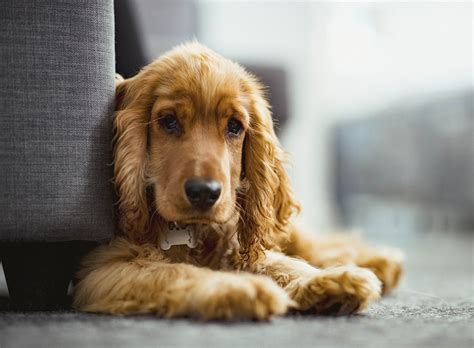 Cocker Spaniels: The irresistible dogs with loyalty to ...