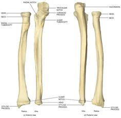 570 x 737 jpeg 45 кб. 38 Best Bone Up images | Anatomy, Human anatomy, Skeleton ...