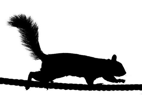 Squirrel Silhouette Squirrel Silhouette Silhouette Art Animal