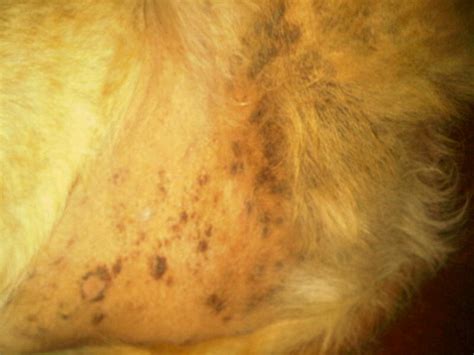 My Dog Has Black Spots That Flake Off With Raw Skin Underneath And Is