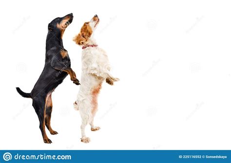 Two Dogs Standing On Hind Legs Looking Up Stock Photo Image Of