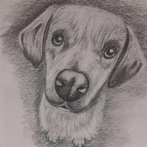 Dibujo a lápiz para perros en blanco y negro sin enmarcar | Etsy