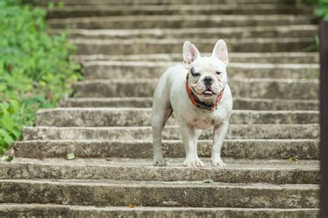 Can French Bulldogs Climb Stairs Mypetcarejoy