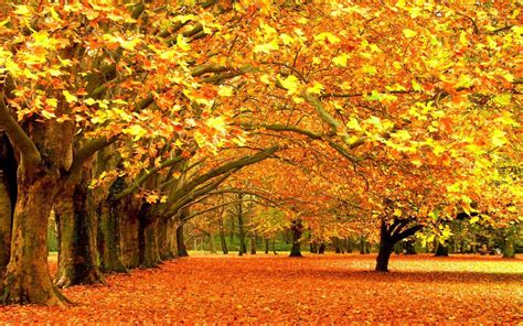 Download Aesthetic Fall Yellow Maple Trees Wallpaper