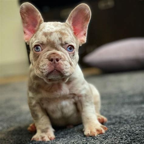 Beautiful French Bulldog Blue Merle And Tan Isabella Carrier Female
