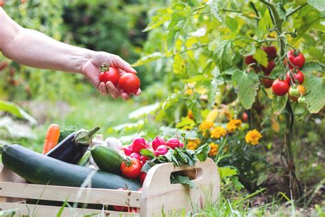 10 Simple Tips to Grow a Successful Vegetable Garden - Danby