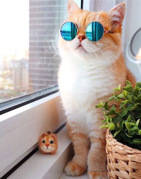 √ Wallpaper Kucing Lucu Untuk Kamu Koleksi Sekarang Juga - Anidraw