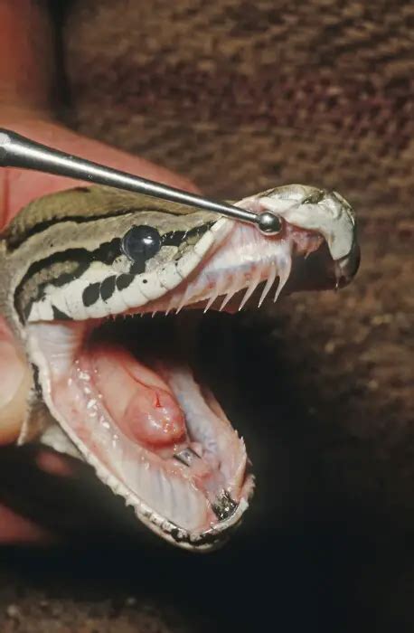 Do Ball Pythons Bite Does It Hurt And Can It Be Stopped