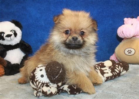 1.7 mi from long island city. Pomeranian Puppies For Sale - Long Island Puppies