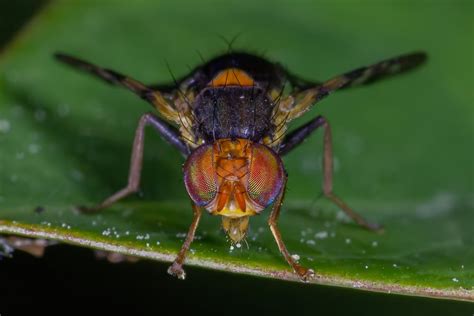 10 Bizarre South Carolina Bugs 2023 Information