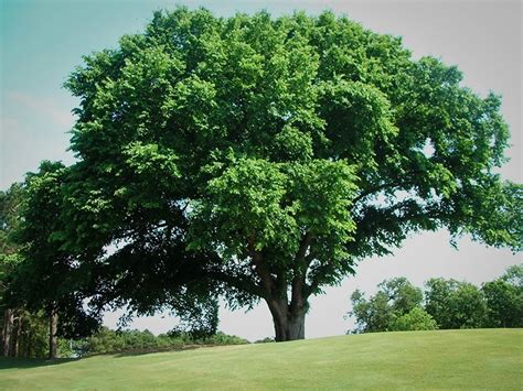 American Elm Tree For Sale | The Tree Center™