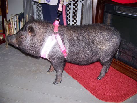 There are 357 potbelly pig for sale on etsy, and they cost $23.71 on average. Pot Belly Pig Animals For Sale | Brazil, IN #301669