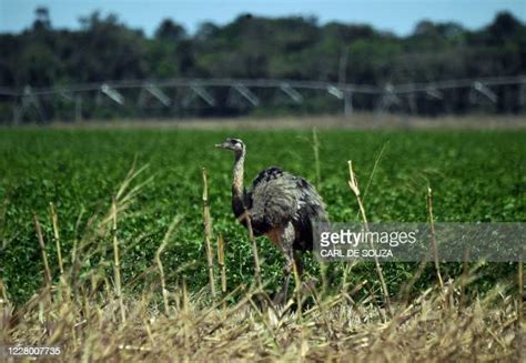 Emu Farming Photos And Premium High Res Pictures Getty Images