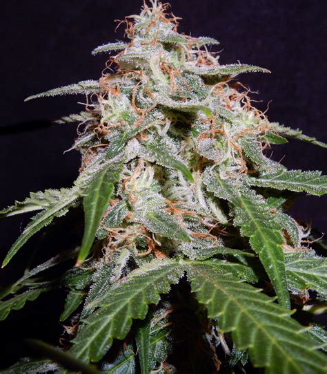 Cherry bomb was also ranked 52nd on vh1's 100 greatest hard rock songs. Cherry Bomb feminized seeds for sale - Herbies Seeds