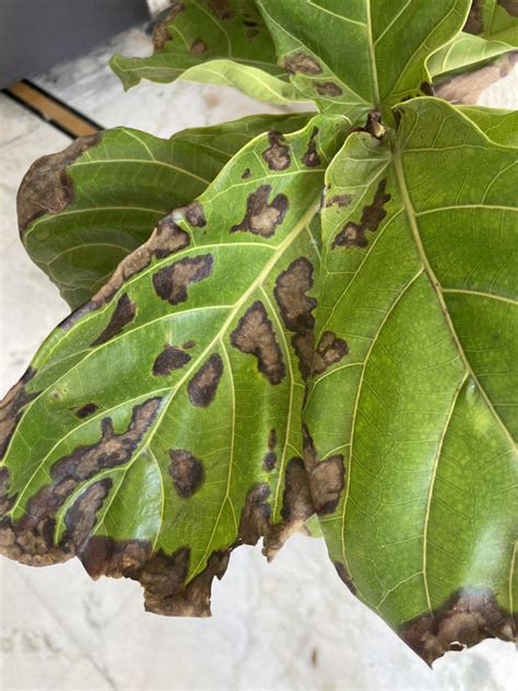 Fiddle Leaf Has Brown Spots House Plant Journal