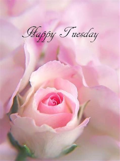 Happy Tuesday Quote With Rose Pictures Photos And Images