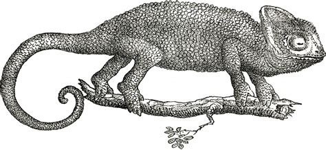 758x999 cat black and white drawing. Vintage Chameleon Images - The Graphics Fairy