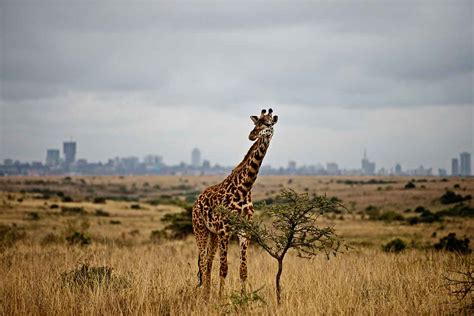 New Railway Threatens Nairobis Unique Urban Wildlife Park New Scientist