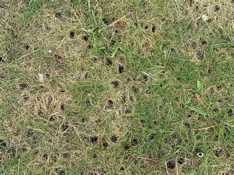 Small Holes In Lawn Whats Digging Overnight And How To Fill Them