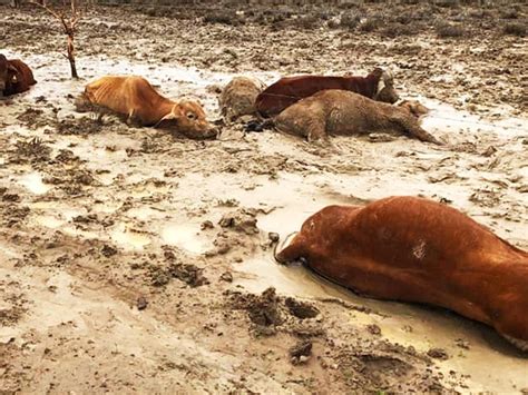 Queensland Floods Farmers Forced To Dig Mass Graves After Cattle
