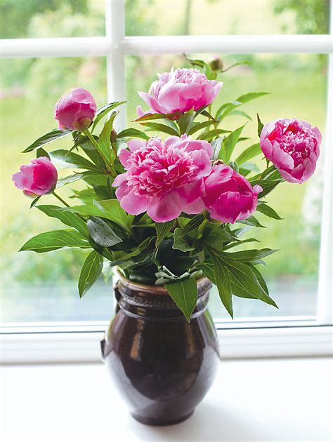 Beim schneiden von pfingstrosen sind viele hobbygärtner unsicher. Pfingstrosen für die Vase schneiden | Das Manufactum ...