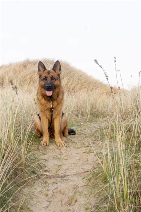 Vaccines help save the lives of millions a year. Most Important Dog Vaccinations in Crown Point, IN | Coyne ...