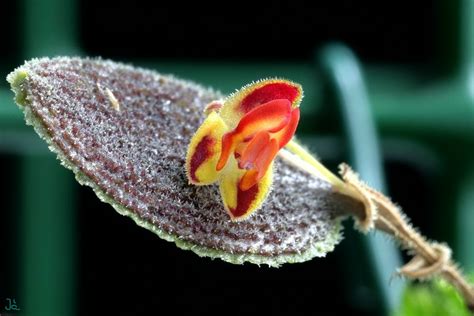 Easter cactus plant ushers in spring with a show of colorful flowers. IOSPE PHOTOS