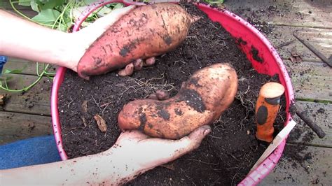 How To Perfectly Grow Sweet Potatoes In Containers Like A Pro