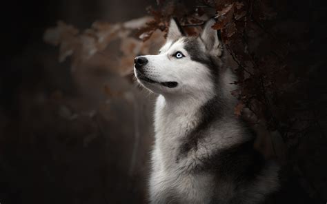3840x2400 Siberian Husky Dog Breed 4k Hd 4k Wallpapersimages