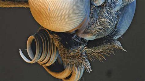 Scanning Electron Microscope Sem View Of The Head Of A Glasswing