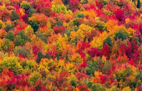 Maple Trees In Fall Québec Canada Pat Lauzonshutterstock Nature