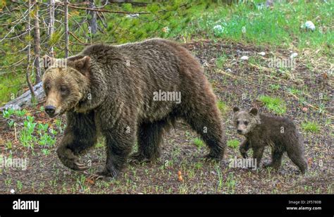 Grizzly Bear Cubs In Habitat Stock Photo Alamy