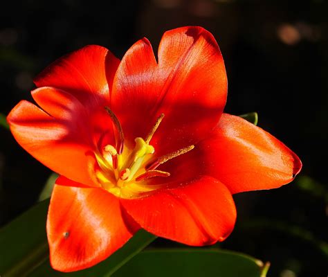 Bely Shiny Flowers