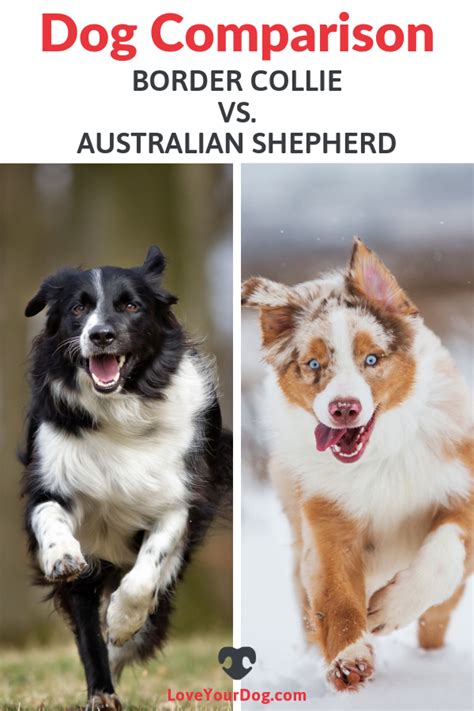 Border Collie Vs Australian Shepherd Breed Differences And Similarities