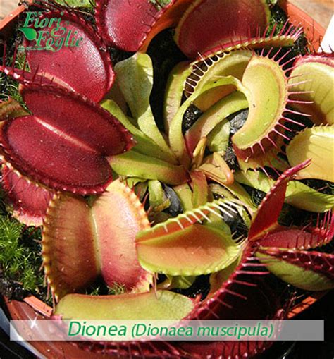 Scegli italianflora per spedire fiori a domicilio in tutta italia. Come si chiama? Diamo un nome a fiori e piante - 2 | Fiori e Foglie