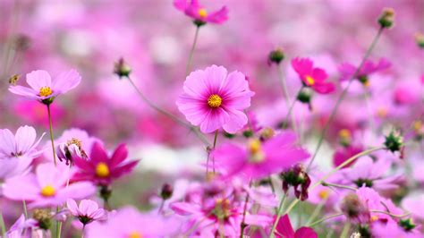 Cosmos Beautiful Pink Flowers Full Hd Wallpapers For