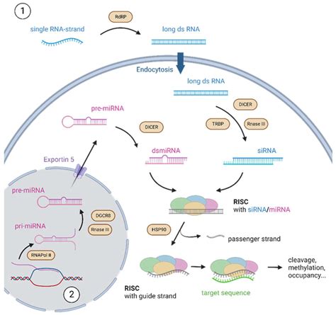 micromachines free full text basic principles of rna interference nucleic acid types and in