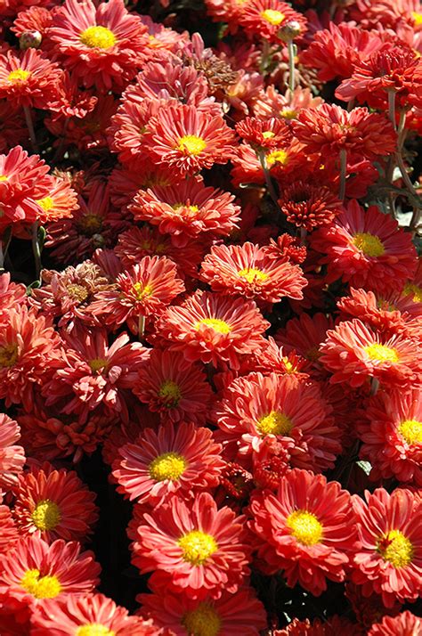 Dark Bronze Daisy Chrysanthemum Chrysanthemum Dark Bronze Daisy In