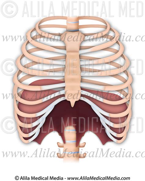 The Thoracic Diaphragm Alila Medical Images