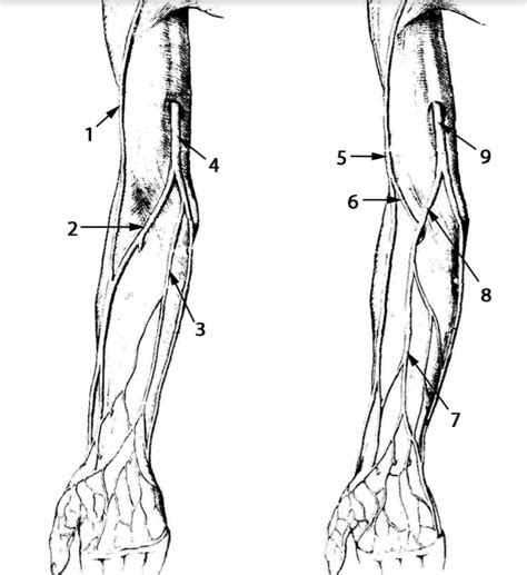 Upper Limb Fig 2 Diagram Quizlet