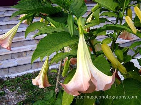 Brugmansia arborea is a fairly rare species of brugmansia which is found from ecuador to peru to northern chile (bastien 1987). Brugmansia-Angel's trumpet