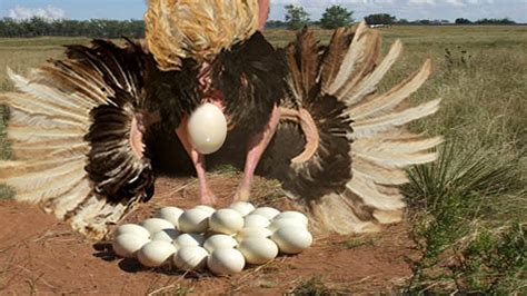 هكذا تبيض النعامة سبحان الله شاهد 8 حيوانات أثناء عملية وضع البيض