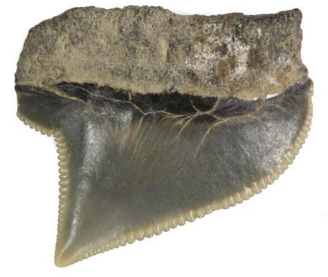 59 Fossil Squalicorax Crow Shark Tooth Texas 42975 For Sale