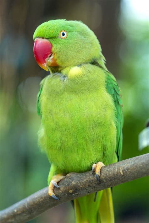 Portrait Colorful Macaw Parrot On A Branch Stock Photo Image Of