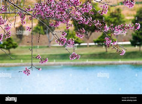 Cherry Blossom On The Lake Stock Photo Alamy