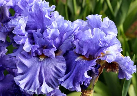 In the planting of the acquired rhizomes of siberian irises occurs as follows. World of Irises: "Talking Irises" THE BLUE IRIS GARDEN ...