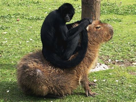 You can take any video, trim the best part, combine with other videos, add soundtrack. Why Do Animals Like Capybaras So Much? (38 Pics) | Bored Panda