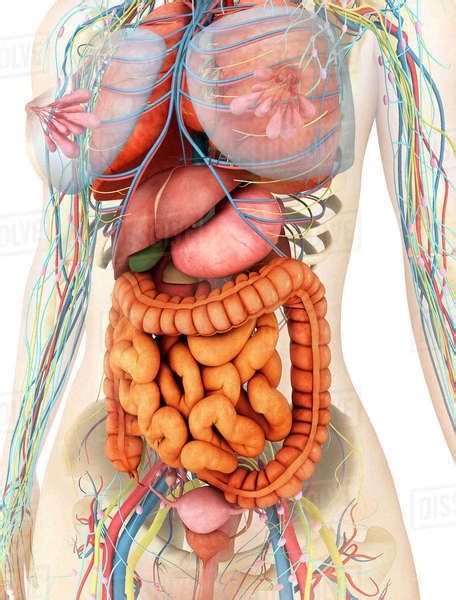 Female Body Showing Digestive And Circulatory System Stock Photo